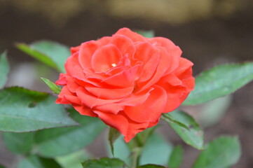 Rose with unique color