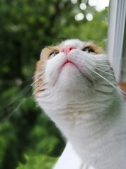 portrait of a cat