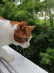 cat in the garden