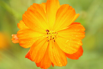 キバナコスモス