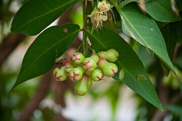 rose apple is on a tree
