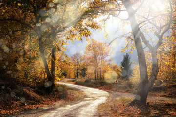Sunbeams shining over dirt country road with colorful autumn leaves and trees in forest