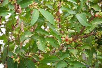 rose apple is on a tree
