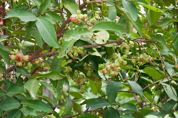rose apple is on a tree
