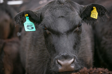 Angus
