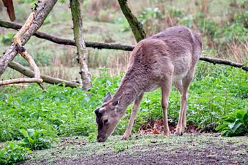 Damhirsch ( Dama dama ).