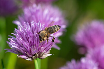 Honey bee collecting nectar from chives plant blossom. Chives are a commonly used herb for culinary purposes.