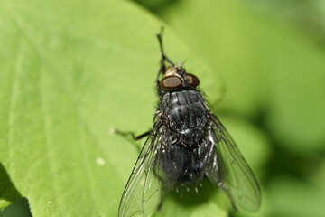 A fly on a wet leaf rubbing hands, rubbing legs. Macro photography fly, fly on th wall, wasp, bee, nature, flowers, pollination. 