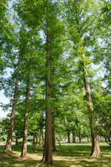 水元公園　メタセコイアの森