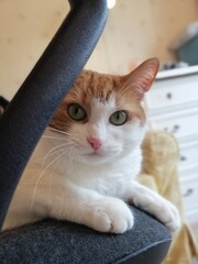 beatiful cat