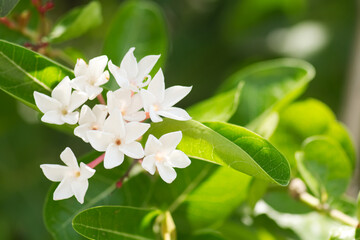 Karonda fruit is growing 