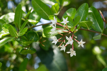 Karonda fruit is growing 