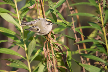 A Golden-crowned Kinglet forages for a meal among some goldenrod at Toronto, Ontario's popular Ashbridges Bay Park during fall migration.