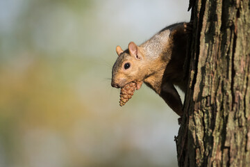 An Eastern Grey Squirrel pauses as it scampers down a tree with a pinecone in its mouth at...