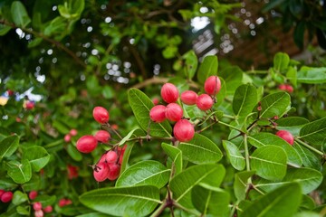Karonda fruit is on a tree 