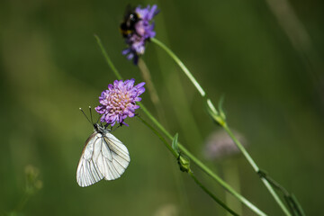 Farfalla bianca