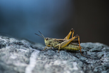 Cavalletta
