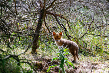 Young fox in the dunes of the Amsterdam water supply Area - Jonge vos in de Amsterdamse Waterleiding Duinen (AWD)