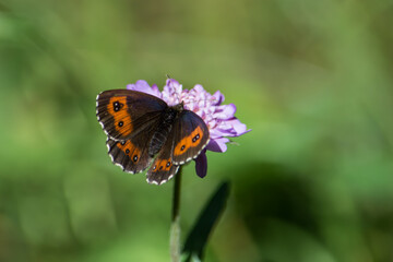 Farfalla marrone e arancio