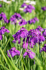 水元公園　花菖蒲園