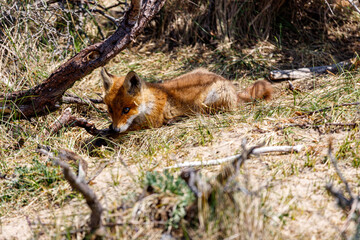 Young fox in the dunes of the Amsterdam water supply Area - Jonge vos in de Amsterdamse Waterleiding Duinen (AWD)