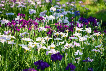 水元公園　花菖蒲園