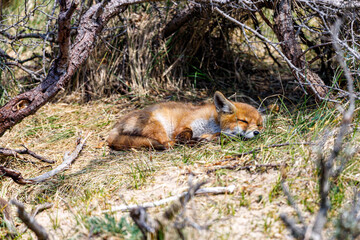 Young fox in the dunes of the Amsterdam water supply Area - Jonge vos in de Amsterdamse Waterleiding Duinen (AWD)
