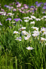 水元公園　花菖蒲園