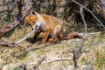 Young fox in the dunes of the Amsterdam water supply Area - Jonge vos in de Amsterdamse Waterleiding Duinen (AWD)