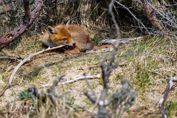 Young fox in the dunes of the Amsterdam water supply Area - Jonge vos in de Amsterdamse Waterleiding Duinen (AWD)