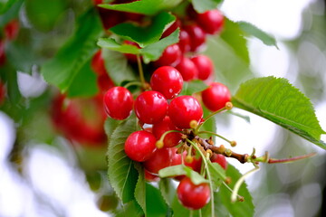 Rote Süßkirschen am Baum hängend
