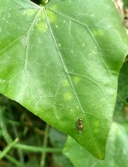 Close up of small insect sitting in the leaf