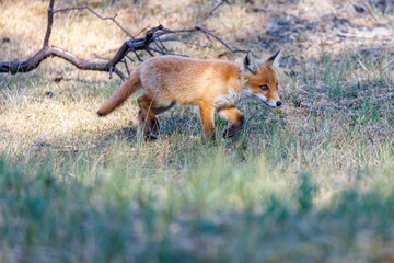 Young fox in the dunes of the Amsterdam water supply Area - Jonge vos in de Amsterdamse Waterleiding Duinen (AWD)