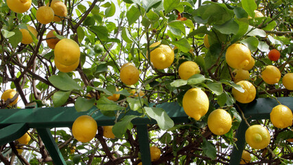 limoni sull'albero, lemons on the tree