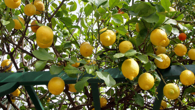 limoni sull'albero, lemons on the tree