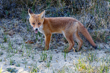 Young fox in the dunes of the Amsterdam water supply Area - Jonge vos in de Amsterdamse Waterleiding Duinen (AWD)