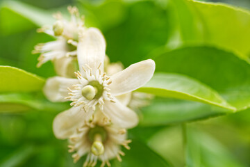 Grapefruit is growing  up