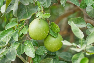 Grapefruit is on a plant 