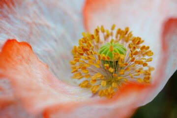 Mohnblüte