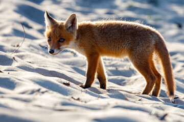 Young fox in the dunes of the Amsterdam water supply Area - Jonge vos in de Amsterdamse...