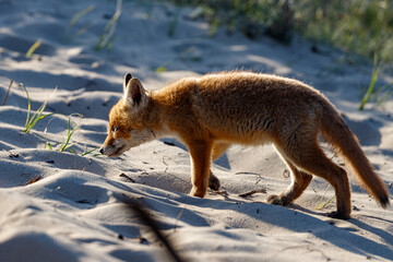 Young fox in the dunes of the Amsterdam water supply Area - Jonge vos in de Amsterdamse Waterleiding Duinen (AWD)