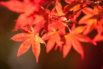 red maple leaves