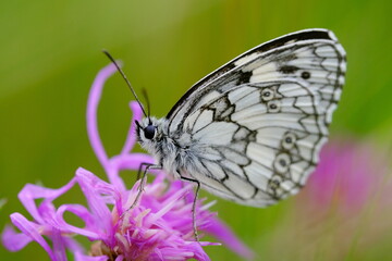 Schmetterling - Schachbrett auf Blüte sitzend