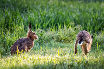 European Hare (Lepus europaeus), sitting in green grass, Germany