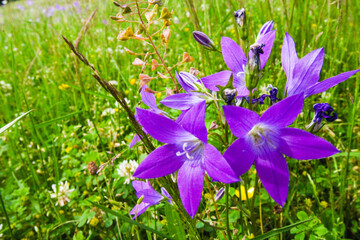 purple crocus flowers in spring