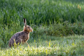 European Hare (Lepus europaeus), sitting in green grass, Germany