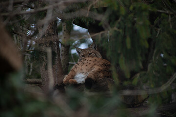 Luchs