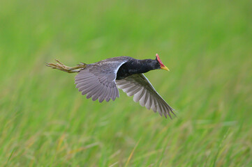 Closeup Watercock flying on green background