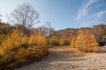autumn in the forest, Nikko, Japan