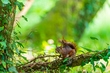 Red squirrel - Sciurus vulgaris - Écureuil roux - ఎర్ర ఉడుత